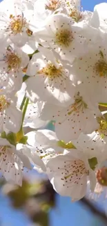 Close-up of cherry blossoms against a blue sky.