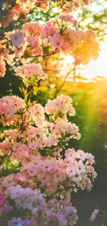 Sunlit cherry blossoms with greenery, ideal for mobile wallpaper.