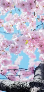 A vibrant cherry blossom mobile wallpaper showcasing pink flowers against a blue sky.