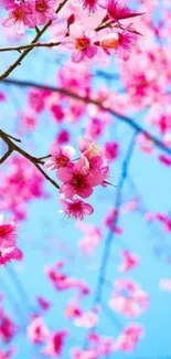 Cherry blossom branches against a blue sky.