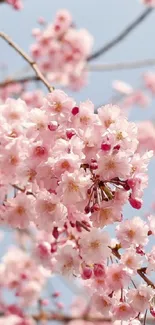 Cherry blossoms on branches with pink petals against the blue sky.