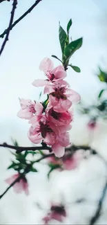 Mobile wallpaper of cherry blossoms with pink flowers against a blurred background.