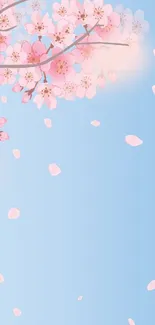 Cherry blossoms against a blue sky, perfect for mobile wallpaper.