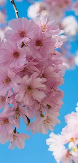 Cherry blossoms set against a bright blue sky.