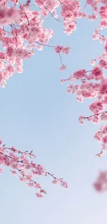 Cherry blossom branches with a blue sky backdrop.