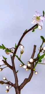 Mobile wallpaper with cherry blossoms on a branch against a light blue background.