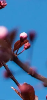 Cherry blossoms with blue sky background, showcasing nature's beauty.