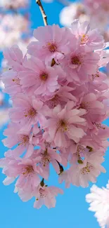 Cherry blossoms against a blue sky, capturing spring's natural beauty and color.