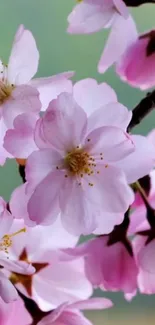 Close-up of cherry blossoms in pink hues.