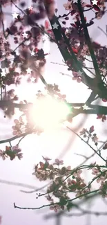 Cherry blossom branches with sunlight filtering through a lavender sky.