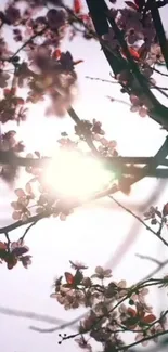 Cherry blossoms with sunlight filtering through, creating a serene mobile wallpaper.