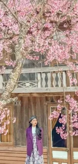 Vintage house with cherry blossom tree in pink bloom.