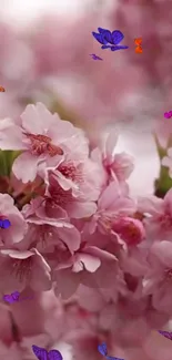 Cherry blossoms and butterflies on a pink background, ideal for mobile wallpaper.