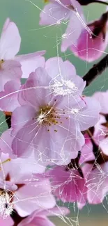 Cherry blossoms with cracked glass effect on a mobile wallpaper.