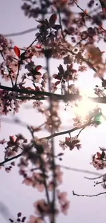 Cherry blossom branches in sunlight with lavender sky.