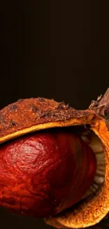 Close-up of a chestnut in its autumn shell.