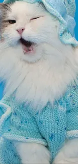 Cute cat wearing a blue knit outfit winking at the camera.