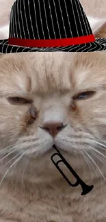 A cute cat with a hat and glasses on a rocky surface.