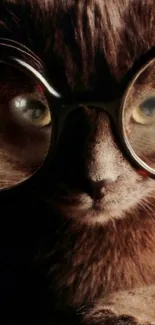 Cat with oversized glasses in a stylish wallpaper.