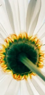 Close-up image of a daisy flower with white petals and a vibrant green center.