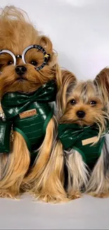 Two Yorkshire terriers in green outfits with sunglasses, perfect for wallpapers.