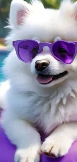 Fluffy dog with purple sunglasses by pool.