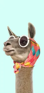 Stylish llama with sunglasses and headscarf on pastel turquoise background.