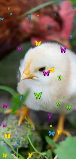 Adorable chick with colorful butterflies in nature.