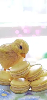 Chick with a pile of macarons on a plate.