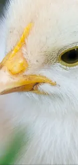 Close-up of a white chick with a bright yellow beak and feathers.