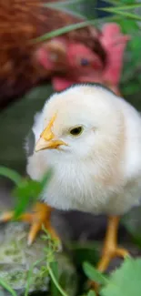 Adorable fluffy chick in a natural setting.