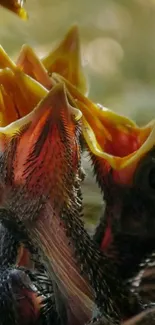 Close-up of open-beaked hatchlings in a nest, eager and colorful.