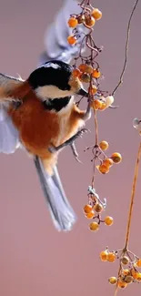 Chickadee flying with vibrant berries.