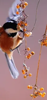 Chickadee on branch with orange berries.