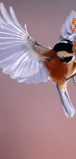 Chickadee in flight with orange berries.