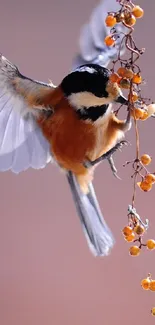 Chickadee perched on branch with orange berries in autumn setting.