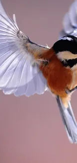 Chickadee in flight with vibrant plumage.