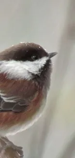 Chickadee perched in gentle rain captured beautifully.