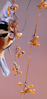 Chickadee perched on branch with orange autumn berries, nature wallpaper.