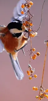 Chickadee on branch with orange berries mobile wallpaper.