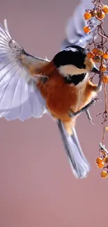 Chickadee bird in flight with berries.