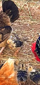 Chickens and chicks pecking in outdoors environment.