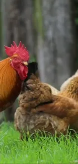 Rooster and hens lounging on fresh green grass.