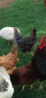 Chickens grazing on green grass with diverse colors and vibrant feathers.