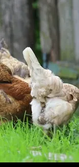 Chickens grazing on vibrant green grass with a rustic wooden fence backdrop.