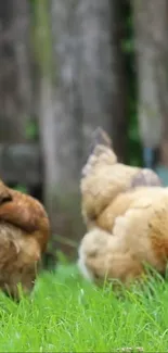 Chickens pecking in lush green grass.