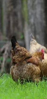 Chickens walking in green grass with a blurred background.