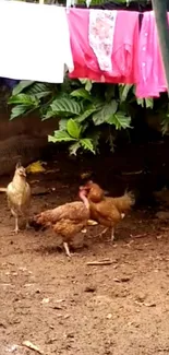 Chickens in a rustic yard with laundry hanging above.