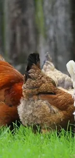 Colorful chickens grazing on lush green farm.