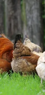 Chickens pecking on green grass with a wooden fence background.